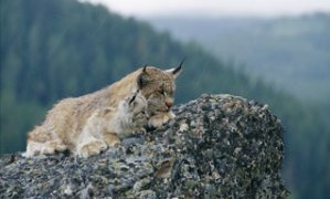 Lynx femelle captive et son petit admirant le paysage