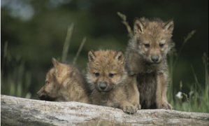 A trio of captive wolf pups stand behind a fallen tree trunk