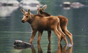 Moose Twins Stand in the Shallow Water of a Pond