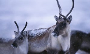 Barren-ground caribou