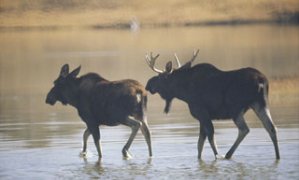 Two moose wade in a lake