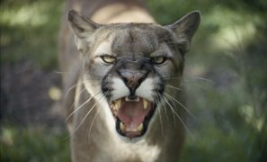 A mountain lion hisses at the camera