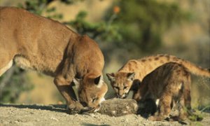 A mother mountain lion and her cubs eat a freshly-killed rabbit