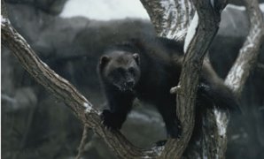 A captive wolverine in a snow-dusted tree