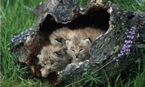 Lynx Kittens, Lynx Canadensis