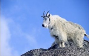 Mountain Goat, Mt Evans, CO