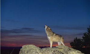 A wolf howls at twilight