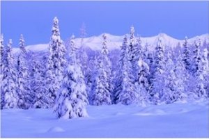 Spruces covered w/ snow, Alaska