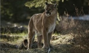 Mountain Lion Stands in a Shady Spot