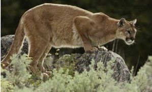 Mountain Lion Watches its Territory from a Rock