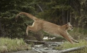 Mountain Lion Leaps across a Forest Stream
