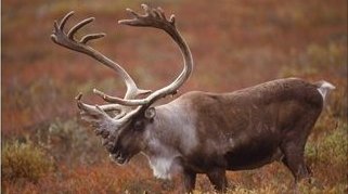 Caribou, Denali NP