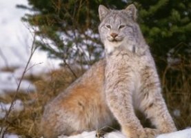 Lynx in Snow Photographie