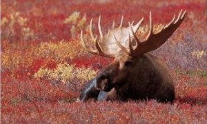 Bull Moose in Denali National Park, Alaska, USA