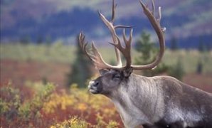 Caribou in Fall Tundra, Denali National Park