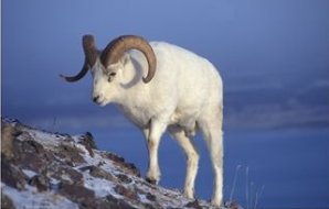 Dall Sheep Ram On Mountain Slope, Alaska, USA