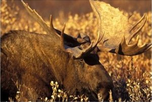 Bull Moose in the Autumn Tundra of Denali National Park at Sunset, Alaska, USA