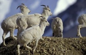 Dall Goats on Ridge in Savage River Canyon, Denali National Park, Alaska, USA