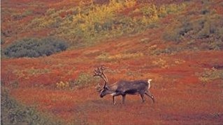 Caribou in Autumn Tundra of Denali National Park