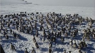 Aerial View of a Large Herd of Running Caribou