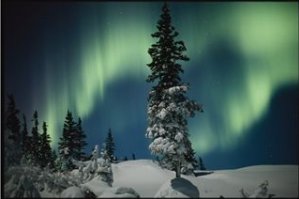 Snow Blanketed Evergreen Trees and the Aurora Borealis at Night Photographie