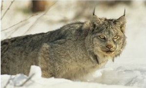 A Lynx Observes its Prey