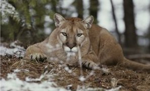 Mountain Lion Stalks its Prey