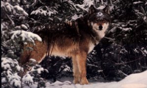 Loup en hiver