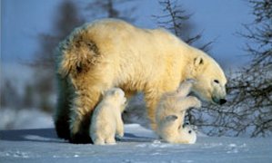 Famille d'ours polaires