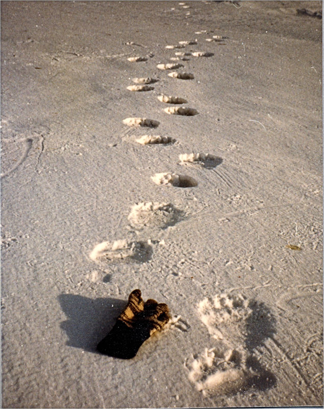 Traces d'ours polaire.