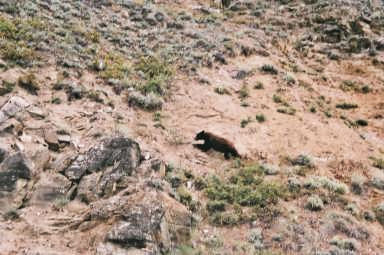 Le long du Yukon, un ours noir s'enfuit à l'approche du kayak.