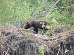 Ours noir aux environs de Steawart Crossing