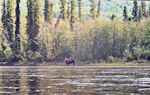 La Teslin est riche en faune. Il y a en particulier de nombreux orignaux.