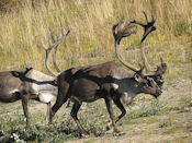 Caribou mâle.