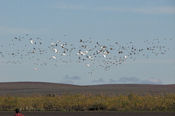 Vol de Cygnes et Bernaches dans le delta.