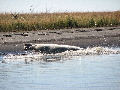 Un phoque barbu plonge dans le delta de l'Anderson.