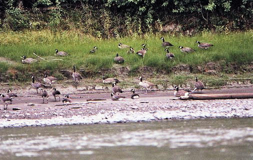 Oies du Canada (Bernaches).