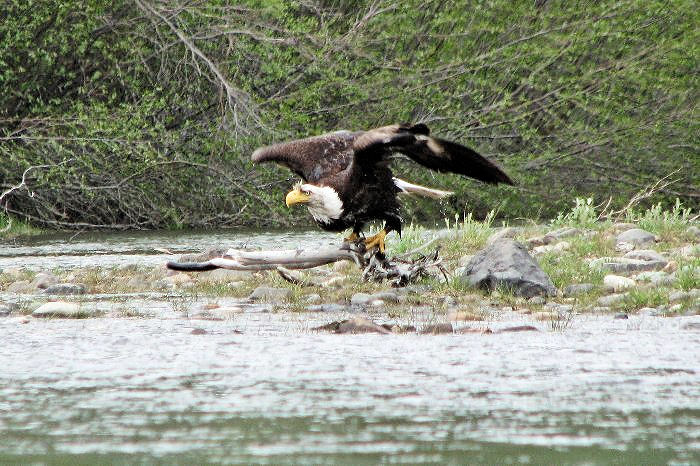 Aigle Pygargue à la confluence de la Teslin.