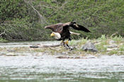 Aigle Pygargue à la confluence de la Teslin.