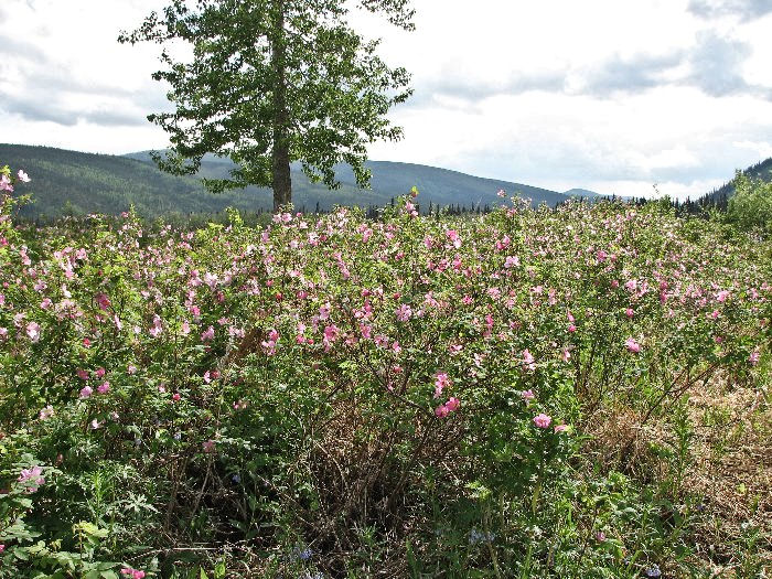 Début juin, explosion de fleurs. Içi des Eglantines.