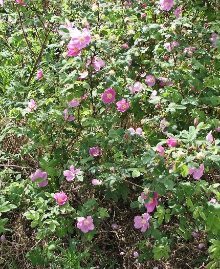 Début juin, explosion de fleurs. Içi des Eglantines.