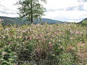 Début juin, explosion de fleurs. Içi des Eglantines.