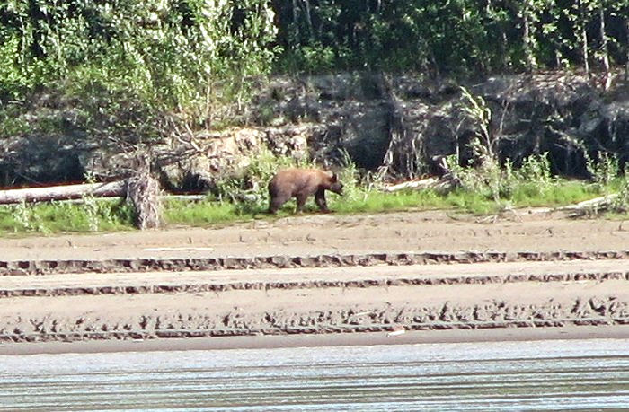 Vraiment beaucoup d'ours dans ce secteur.