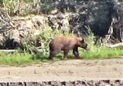 Vraiment beaucoup d'ours dans ce secteur.